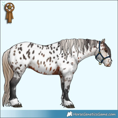 Horse Color:Brown Appaloosa  and Buckskin Appaloosa Rabicano 