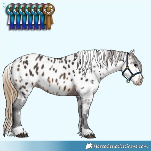 Horse Color:Brown Appaloosa  and Buckskin Appaloosa Rabicano 