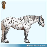 Horse Color:Brown Appaloosa  and Buckskin Appaloosa Rabicano 