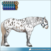 Horse Color:Brown Appaloosa  and Buckskin Appaloosa Rabicano 