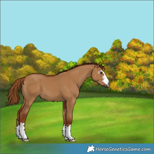 Horse Color:Gray Red Dun 
