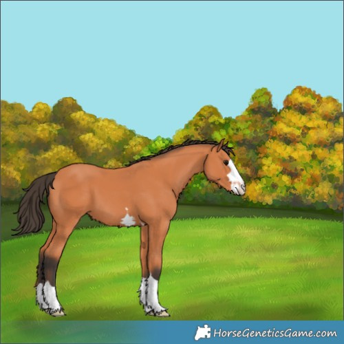 Horse Color:Bay 