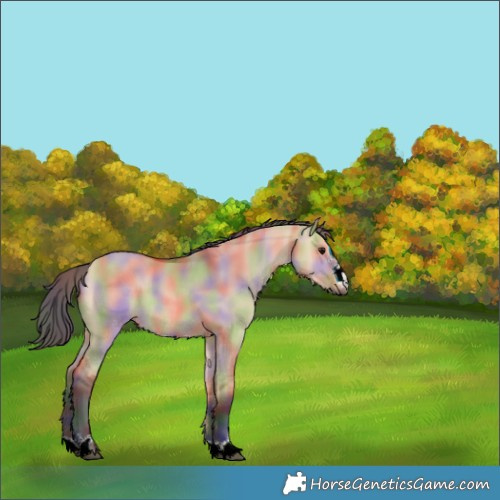 Horse Color:Nacre Bay Dun 