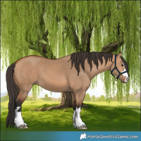 Horse Color:Bay Dun