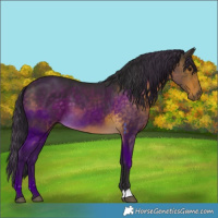 Horse Color:Buckskin 