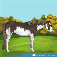 Horse Color:Gray White Spotted Liver Chestnut