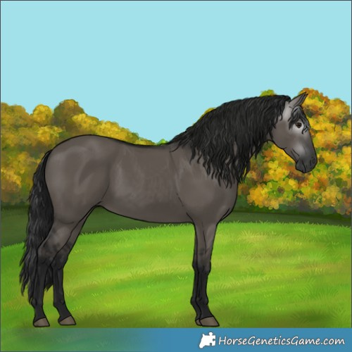 Horse Color:Gray Grullo 