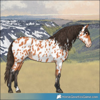 Horse Color:Bay Appaloosa 