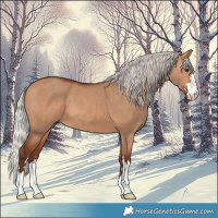 Horse Color:Silver Bay Dun 