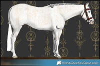 Horse Color:Cremello Splash and White Spotted Cremello Splash