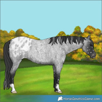 Horse Color:Blue Roan Blanket 