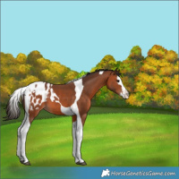Horse Color:Bay Splash Tobiano Appaloosa 