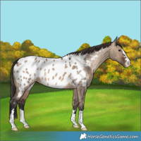 Horse Color:Brown Dun Appaloosa 