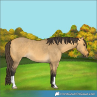 Horse Color:Buckskin Dun 