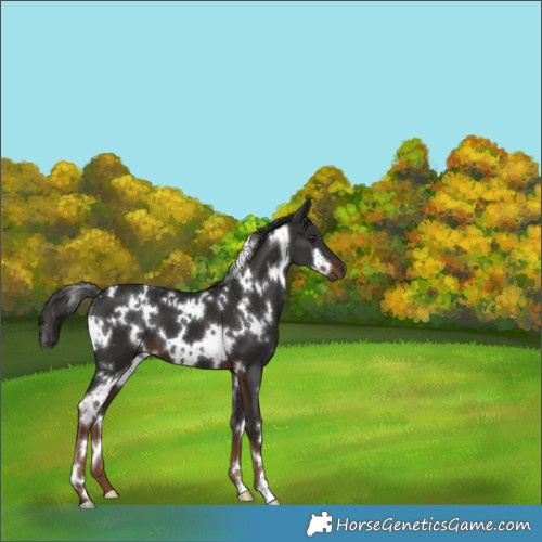 Horse Color:White Spotted Liver Chestnut 