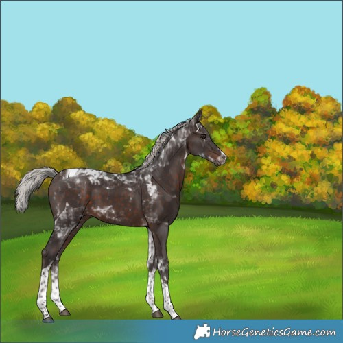 Horse Color:Silver Brown Tobiano 