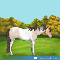 Horse Color:Amber Champagne Roan Tobiano 