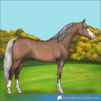 Horse Color:Silver Brown Dun Appaloosa