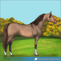 Horse Color:Bay Dun Tobiano Varnish