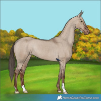 Horse Color:Liver Red Dun Appaloosa Rabicano 