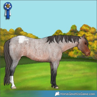 Horse Color:Brown Roan Appaloosa 