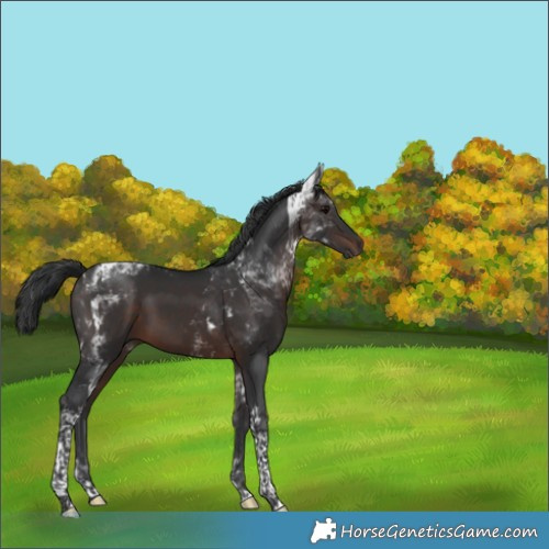 Horse Color:Brown Tobiano 