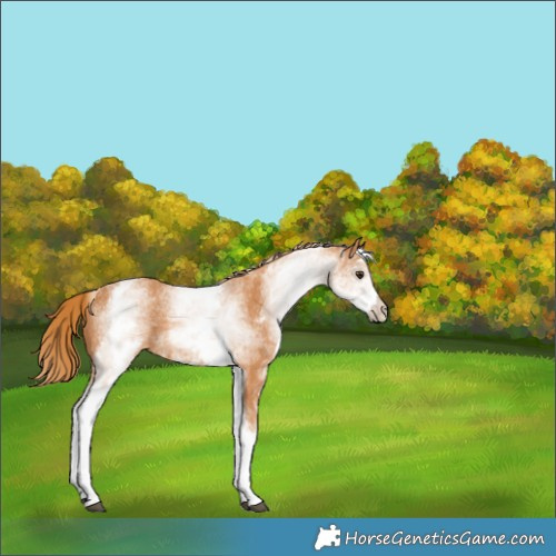 Horse Color:White Spotted Chestnut 