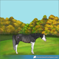 Horse Color:Brown Splash Rabicano 