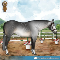 Horse Color:Gray Buckskin 