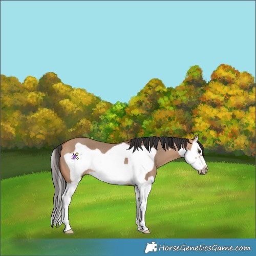 Horse Color:Bay Dun Splash Frame Rabicano 