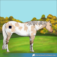 Horse Color:White Spotted Silver Bay Dun
