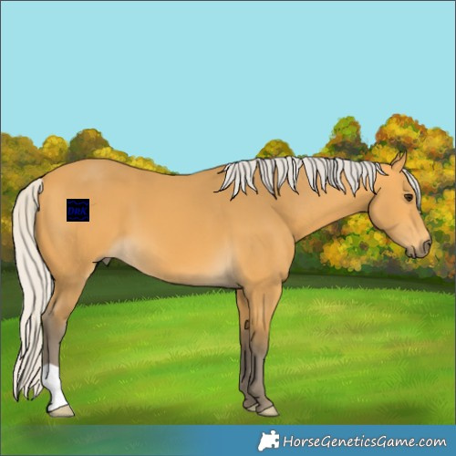 Horse Color:Silver Buckskin 