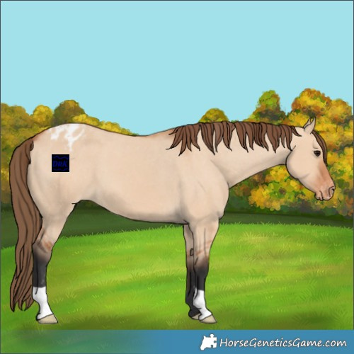 Horse Color:Bay Dun Appaloosa 
