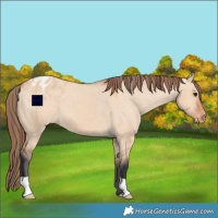 Horse Color:Bay Dun Appaloosa 