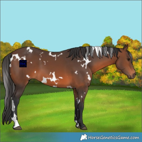Horse Color:White Spotted Brown 