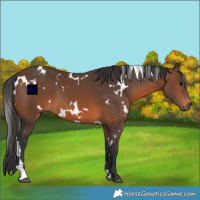 Horse Color:White Spotted Brown