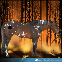Horse Color:White Spotted Brown