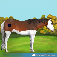 Horse Color:Bay Splash 