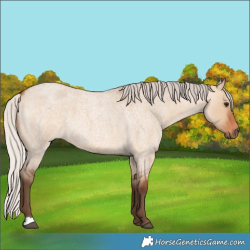 Horse Color:Silver Bay Roan Dun 