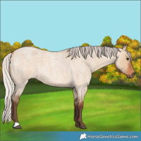 Horse Color:Silver Bay Roan Dun 