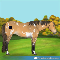 Horse Color:White Spotted Buckskin 
