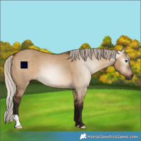 Horse Color:Gray Silver Bay Dun 