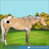 Horse Color:White Spotted Silver Buckskin Dun 