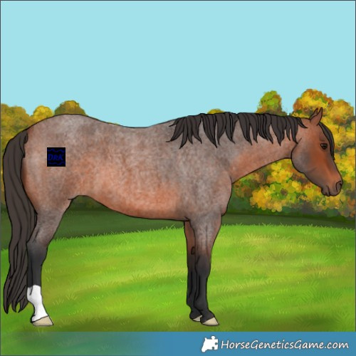 Horse Color:Bay Roan 