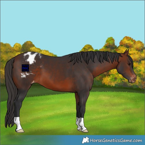 Horse Color:Bay Appaloosa 