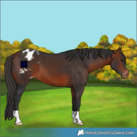 Horse Color:Bay Appaloosa 