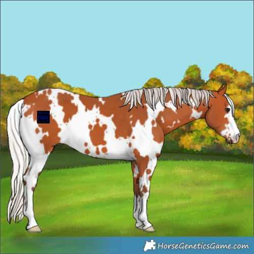 Horse Color:White Spotted Silver Bay 