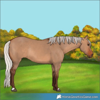 Horse Color:Silver Brown Dun Rabicano 