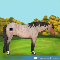 Horse Color:Bay Roan 