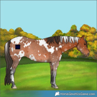 Horse Color:White Spotted Bay 